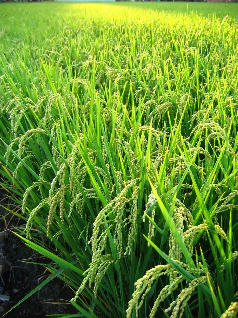 美丽的绿色水稻田