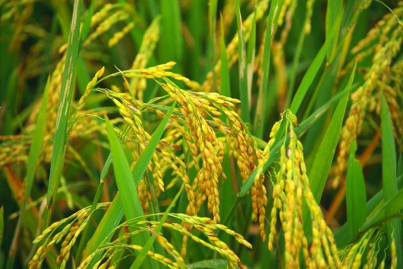 稻田里金黄的水稻颗粒