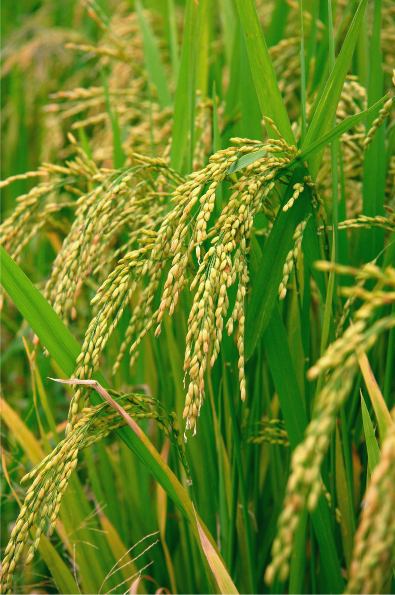 稻田里金黄的麦穗
