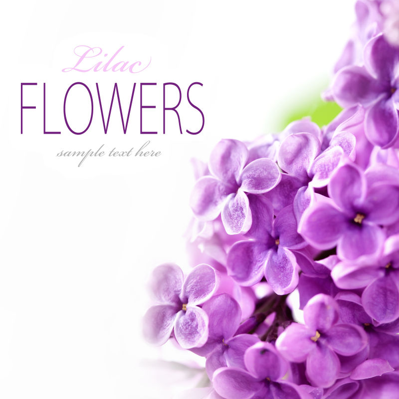 淡紫色花图片 白色背景下的淡紫色花素材 高清图片 摄影照片 寻图免费打包下载
