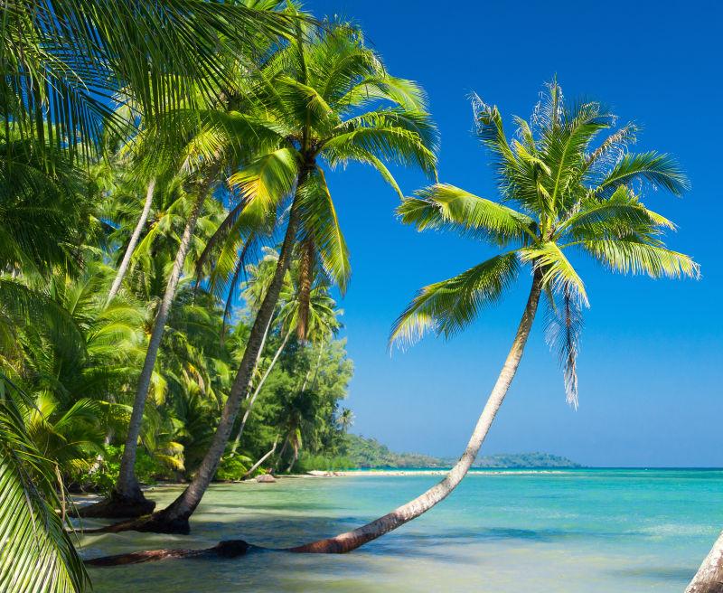 绿色逃逸美丽海滩