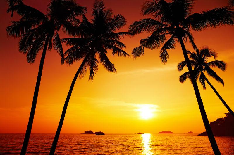 泰国常岛日落棕榈树剪影