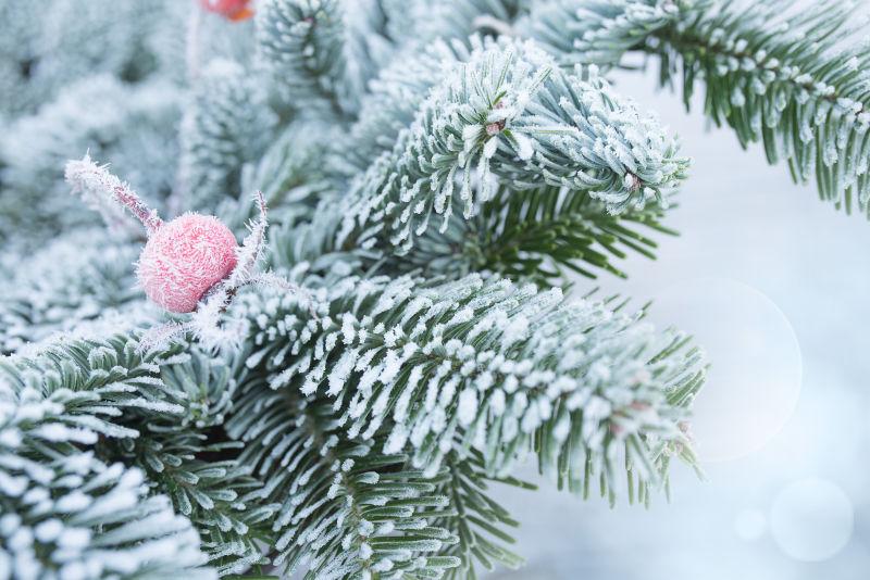 冬季背景下的有霜覆盖的杉树枝和玫瑰果