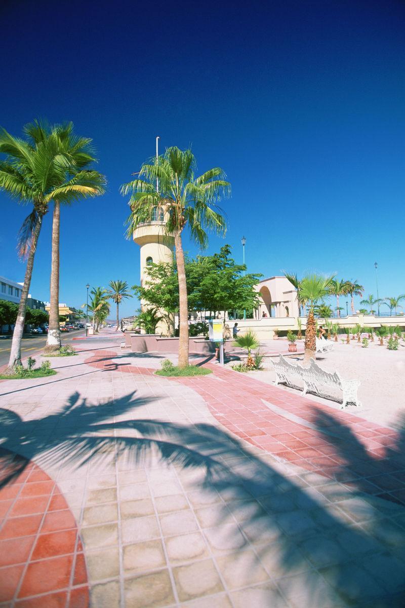 早晨美丽的洛杉矶棕桐树自然风景