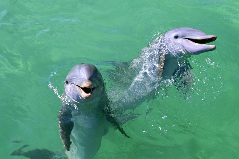 在墨西哥浅绿色水中跳舞的一对海豚