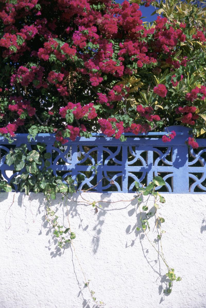 墨西哥耶路撒冷自然环境下的鲜花玫瑰