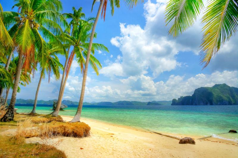 热带海滩火热椰子树