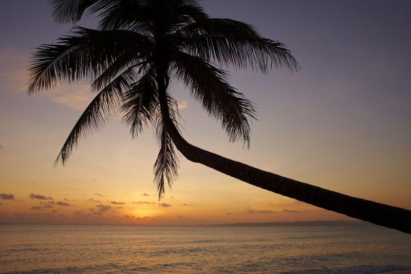 夕阳的海洋棕榈和海洋的日落