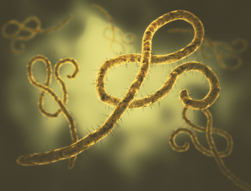 科学家在血液样本中对埃博拉病毒进行显微镜研究