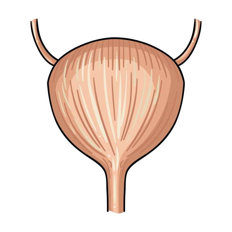 Картинки мочевой пузырь человека для детей
