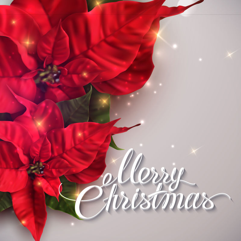 一品红设计的矢量卡片