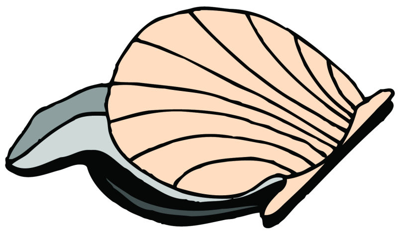 贝壳矢量图