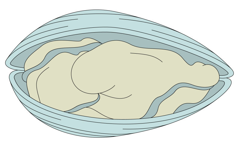打开的贝壳矢量图