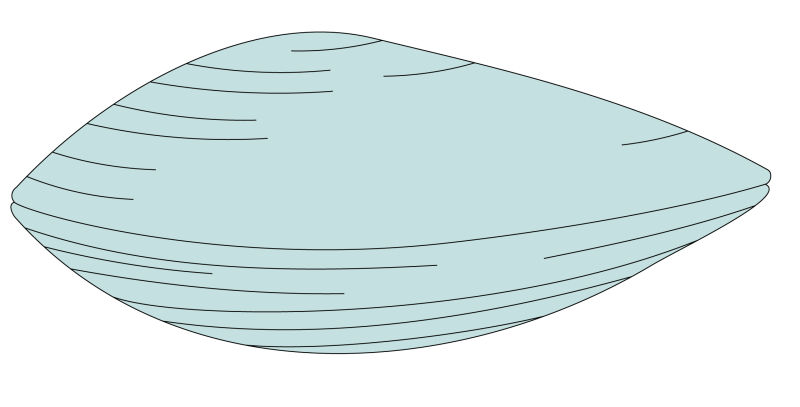 闭合的贝壳矢量图