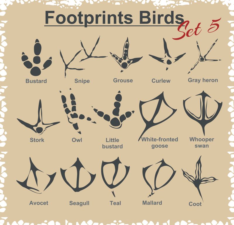 鸟脚印简笔画图片