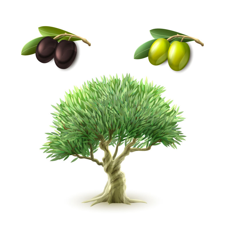 橄榄树动画图片