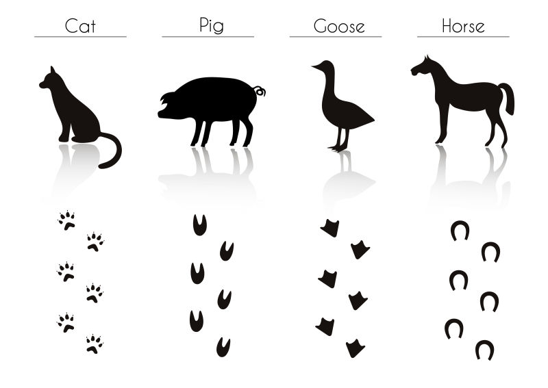 动物和鸟类踪迹的名称矢量