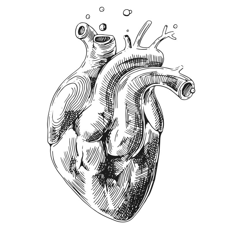 矢量心脏素描图