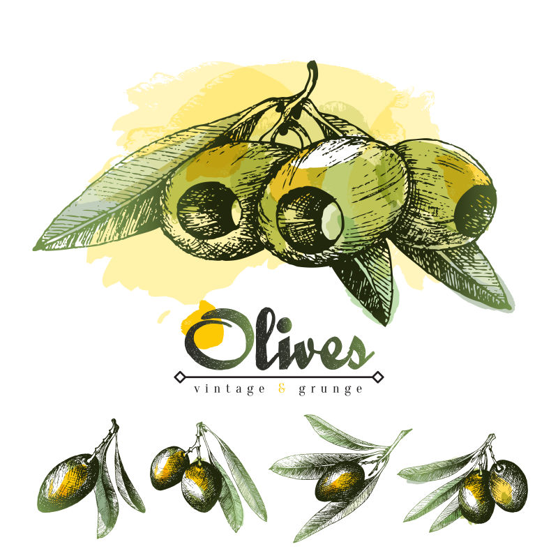 麻叶配叶草图矢量插图