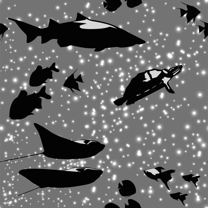 闪光海中空间的黑白相间美丽的鱼