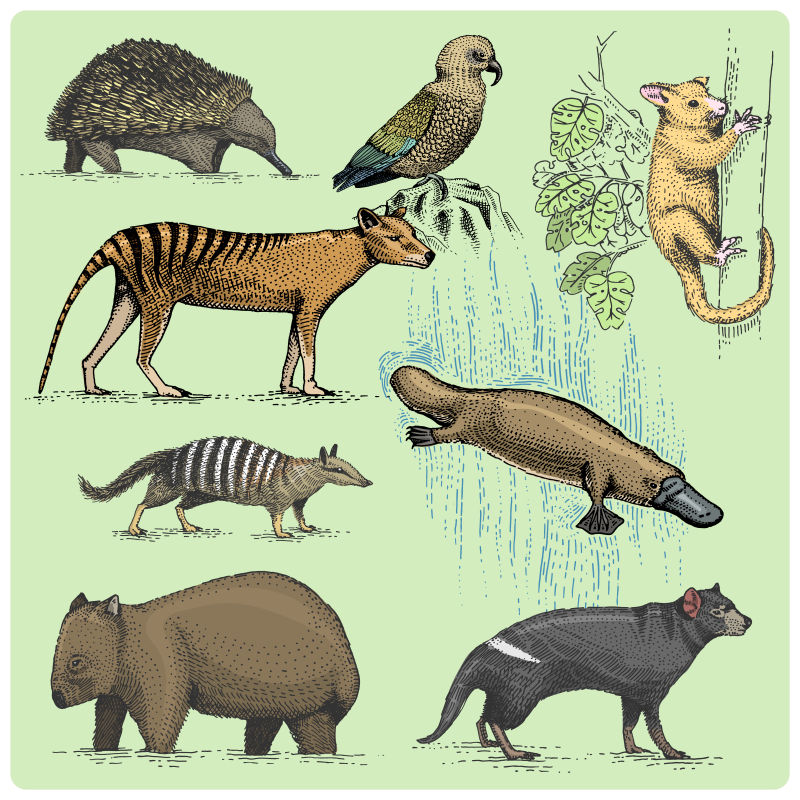 创意矢量古典风格的澳大利亚动物插图