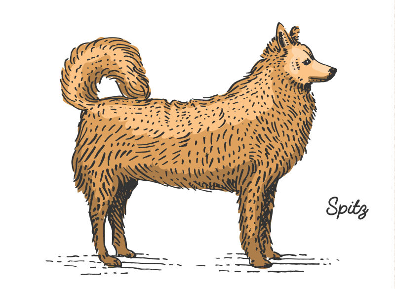 矢量创意古典风格的日本犬插图
