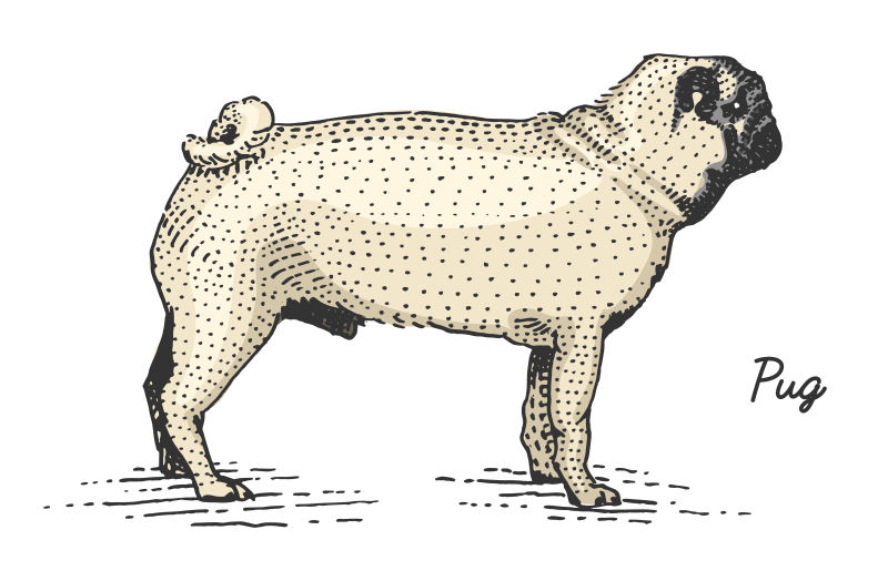 矢量卡通古典风格的沙皮狗插图