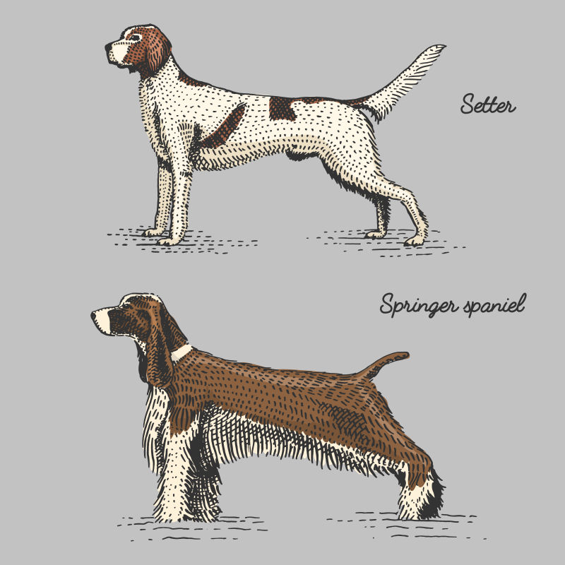 创意矢量不同品种的狗手绘古典插图