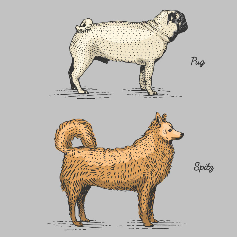 创意不同品种的犬矢量手绘插图