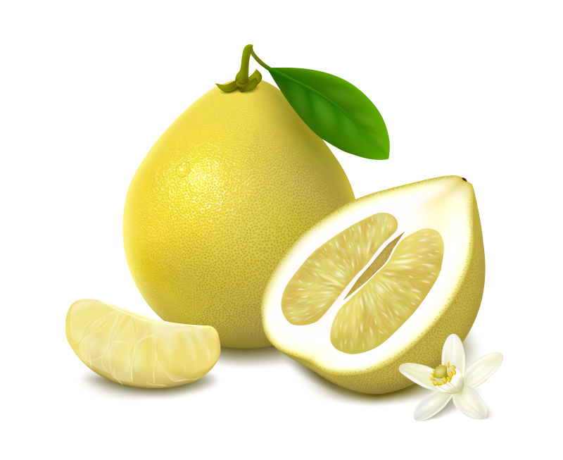 西柚矢量插图设计