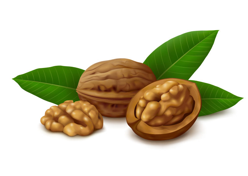 矢量的核桃插图设计