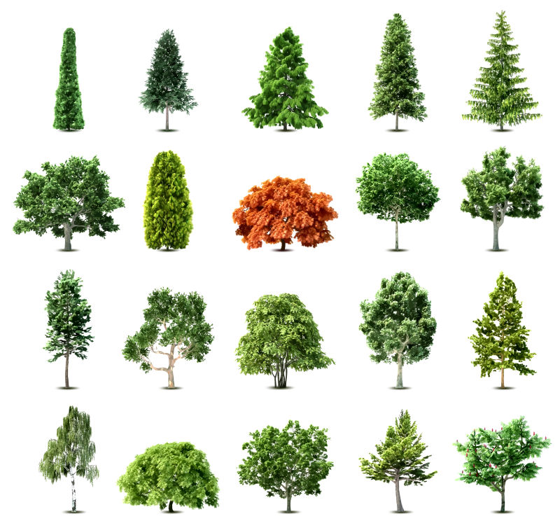 不同形状不同品种的矢量绿色树木