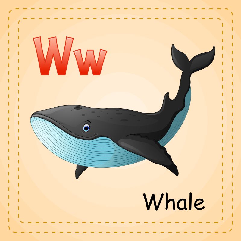 动物字母表W代表鲸鱼矢量