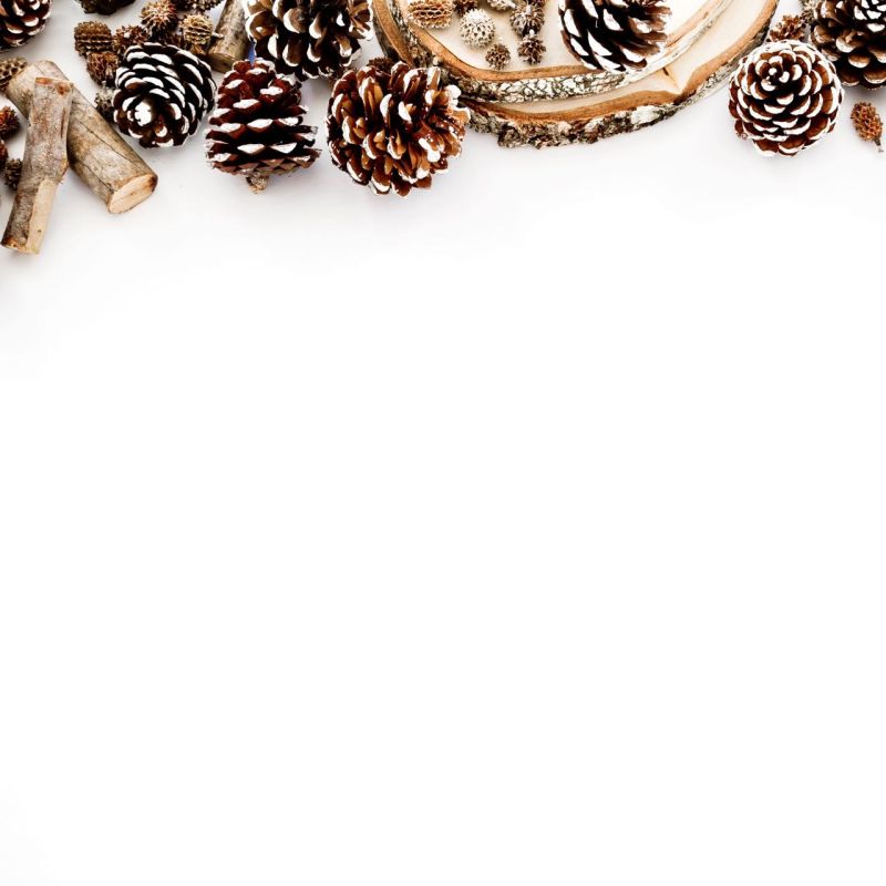 白背景上的一些松果