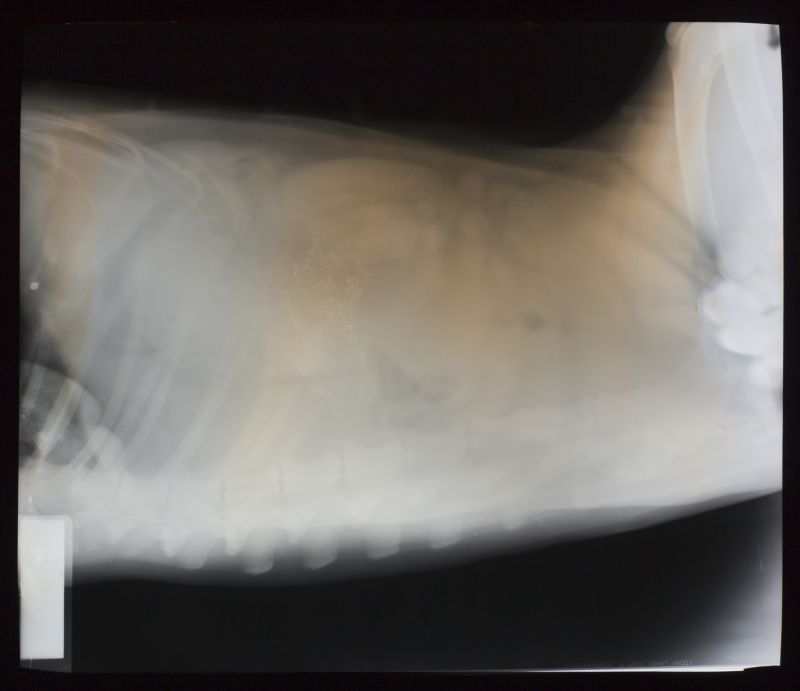 抽象的胸腔骨骼x射线片子