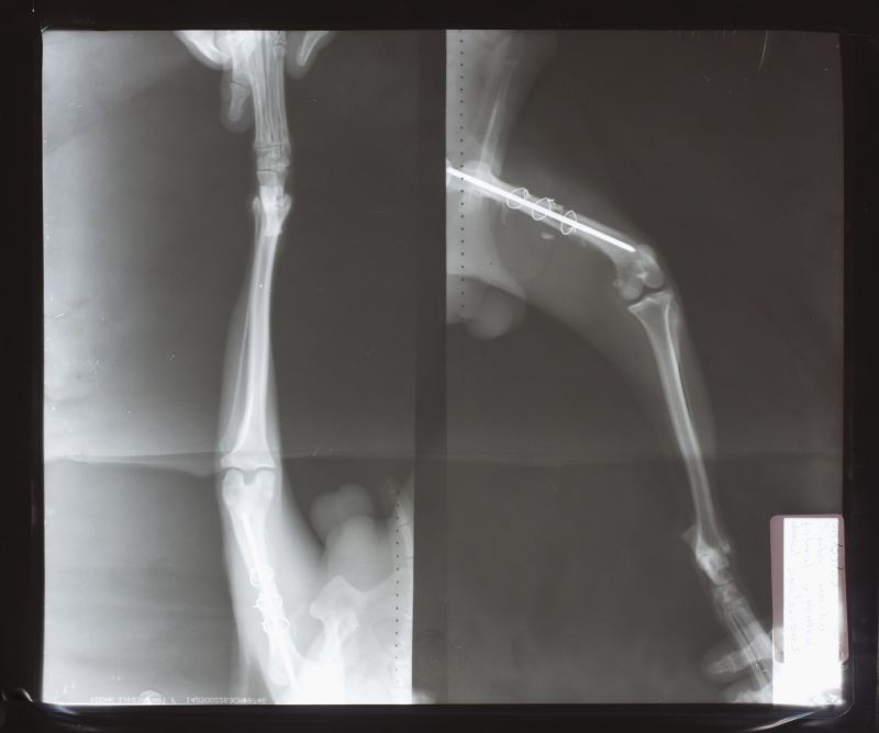 抽象骨骼x射线片子