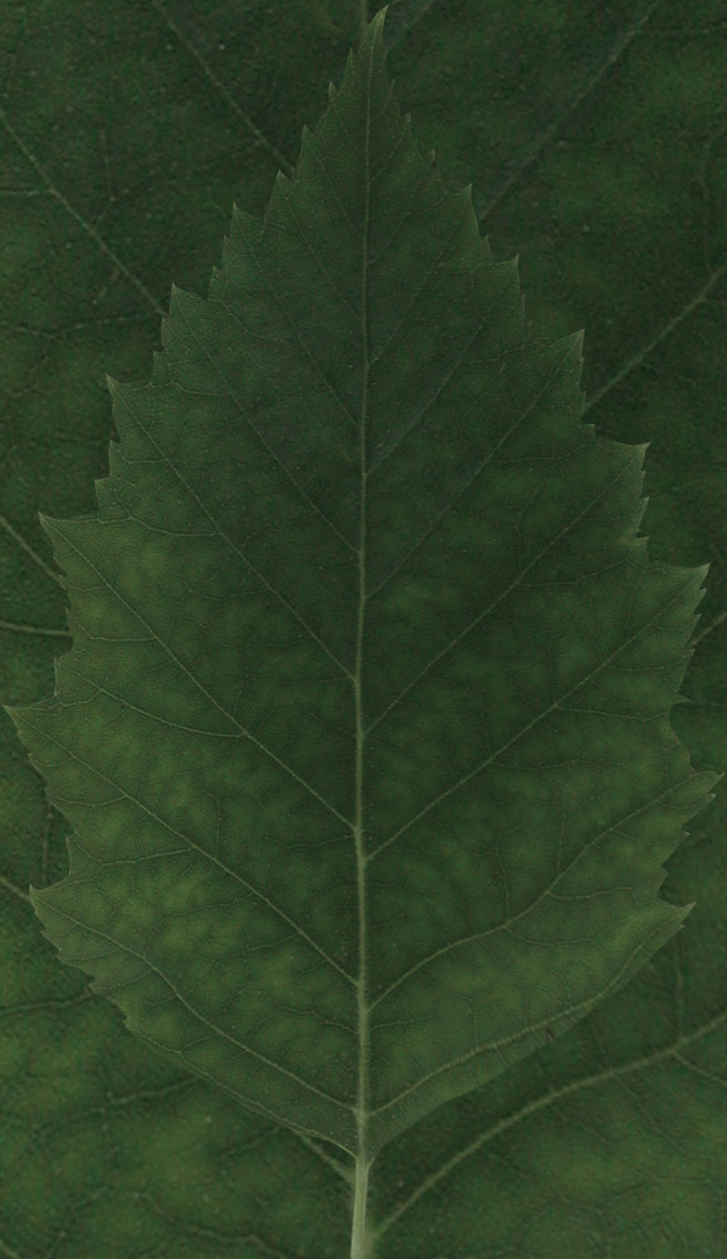 绿叶纹理元素设计背景