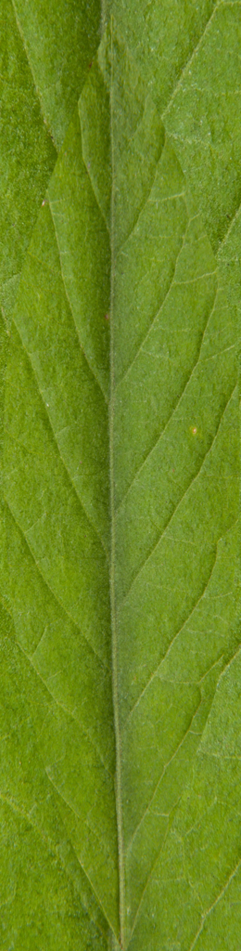 绿色的树叶脉络背景