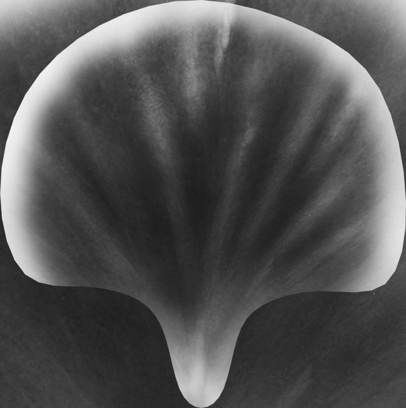 抽象水彩风格的贝壳背景