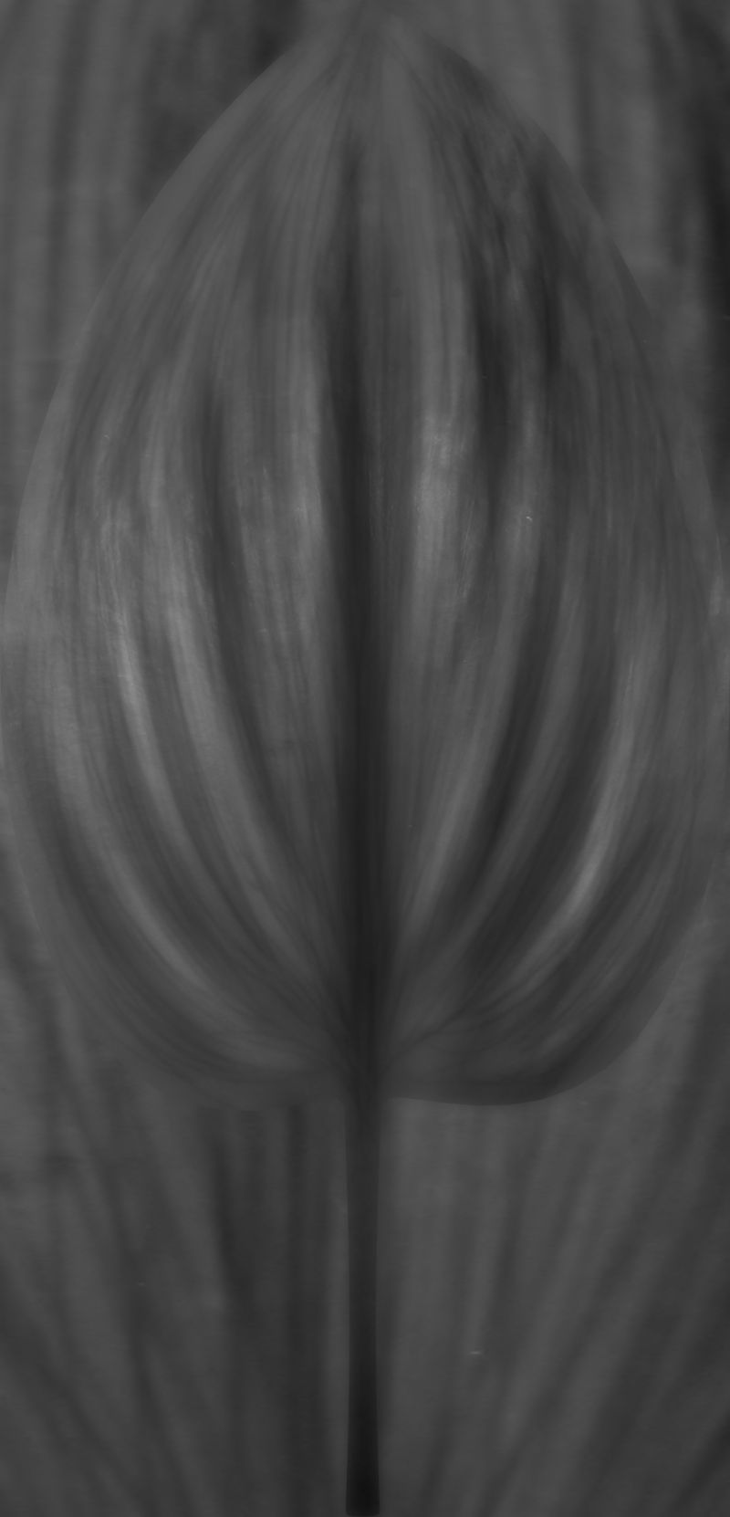 单色花叶纹理抽象背景