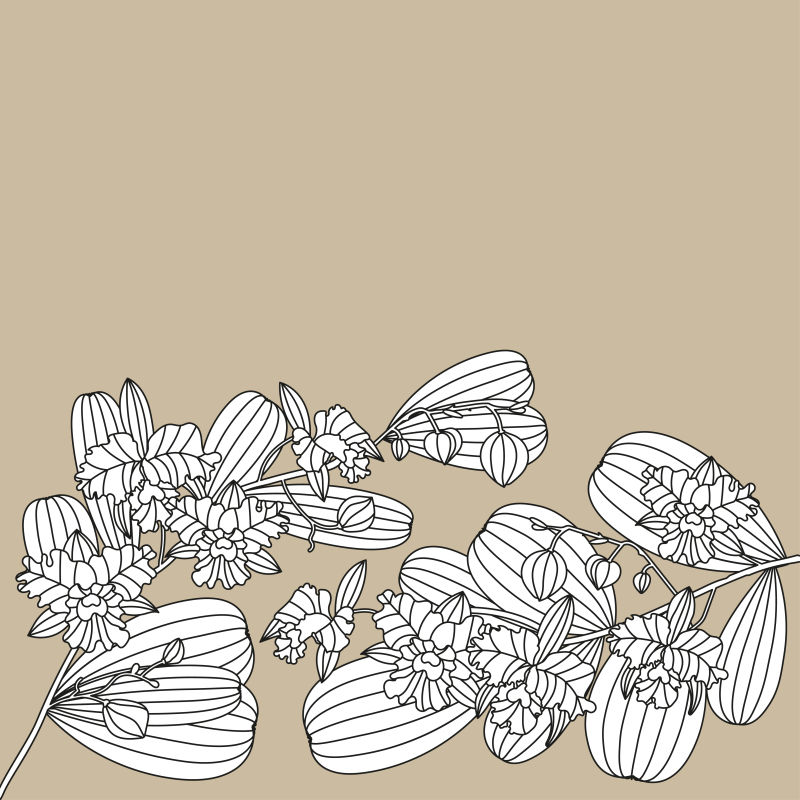 矢量手绘线条风格的兰花插图