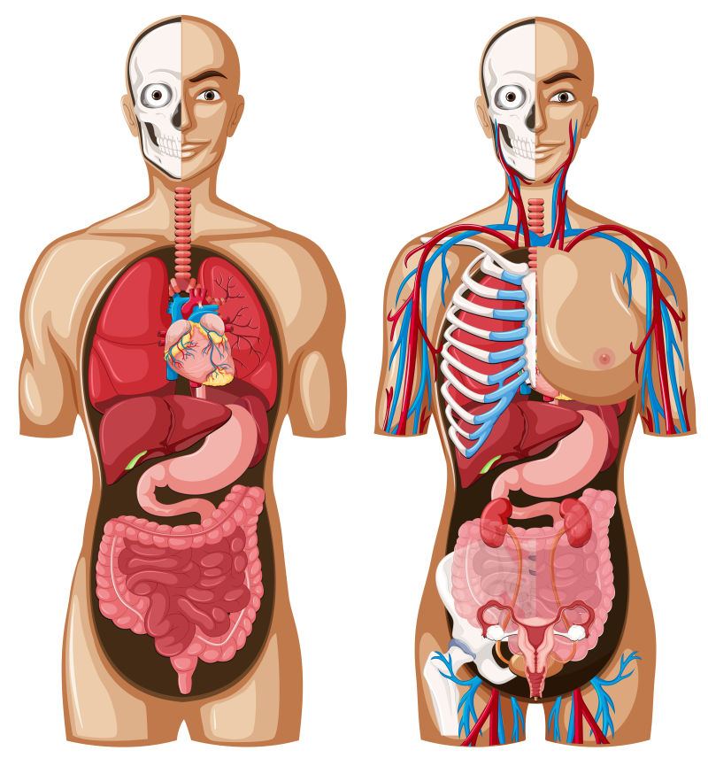 矢量的人体解剖模型图片 人体解剖模型矢量插图素材 高清图片 摄影照片 寻图免费打包下载