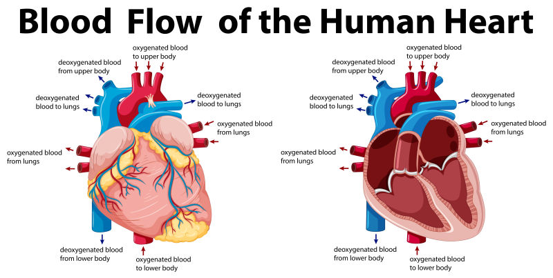 心脏解剖图英文标注图片