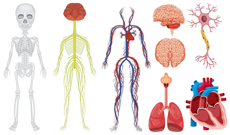人体解剖图矢量设计
