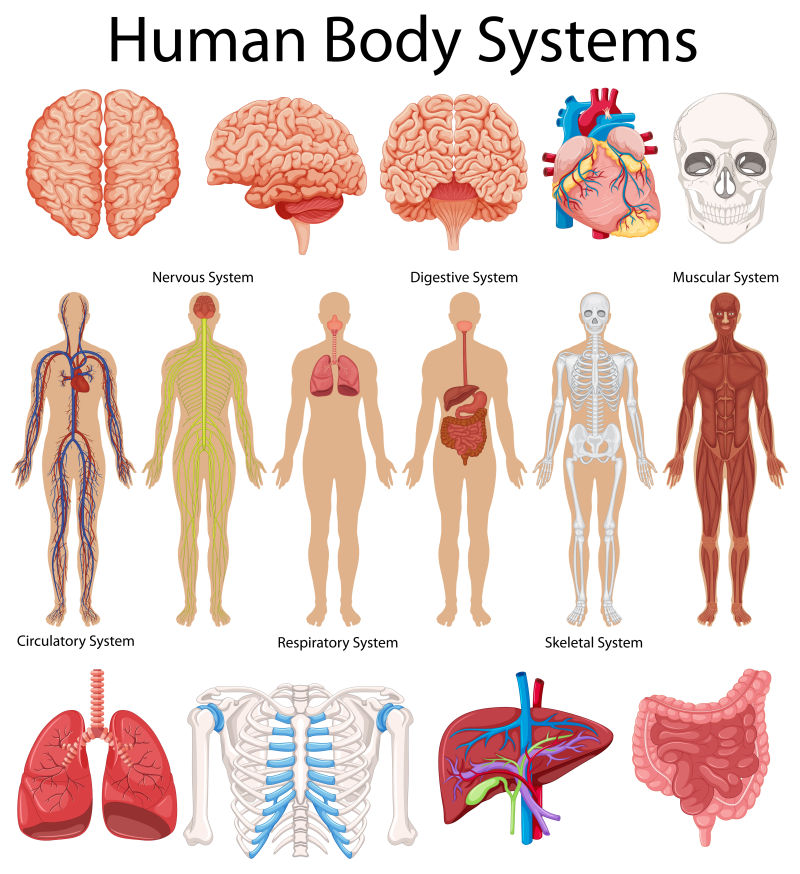 人体八大系统简图图片