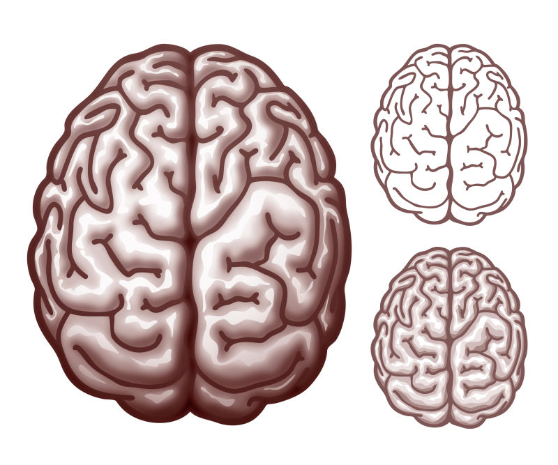 人体的大脑矢量概念插图