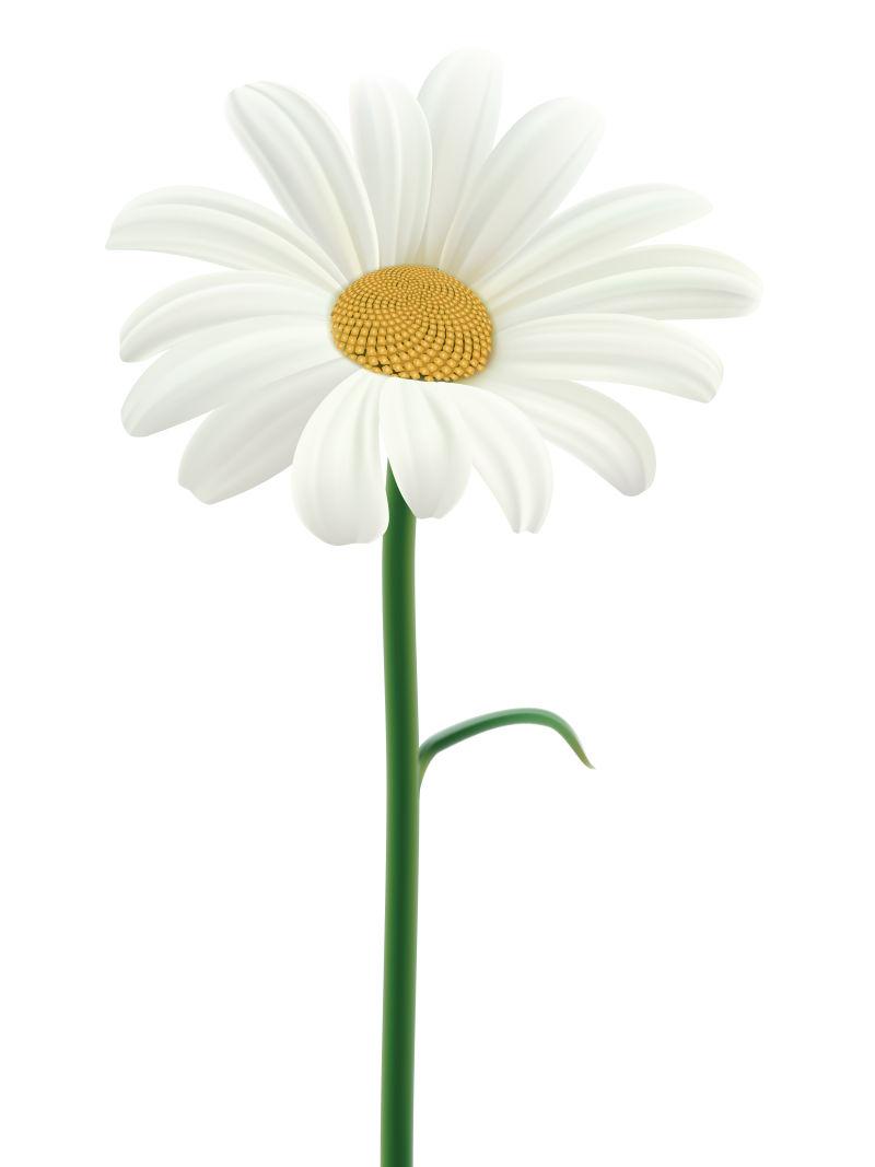 被隔离的雏菊矢量插图