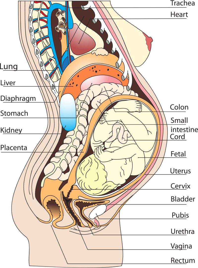 孕妇照片解剖图片