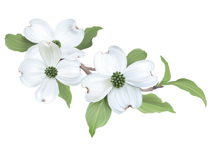 创意白色花卉装饰设计背景