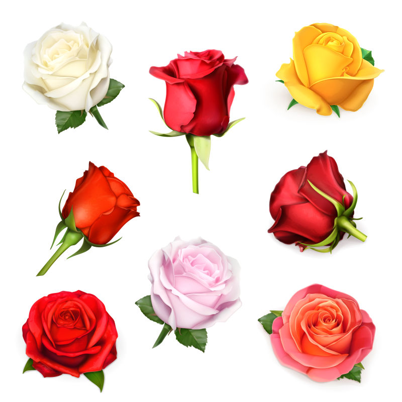 创意矢量各种品种的玫瑰设计